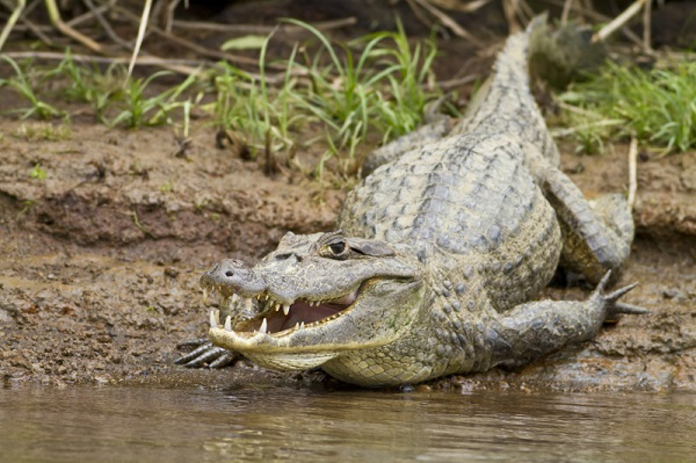 Crocodile-Palo-Verde-Boat-Safari-Natives-Way-Costa-Rica-Tamarindo-Tours