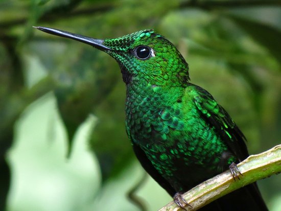 am-cafe-colibri
