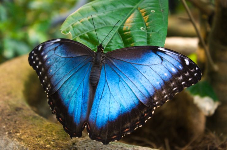 full-blue-morpho-butterfly-monteverde