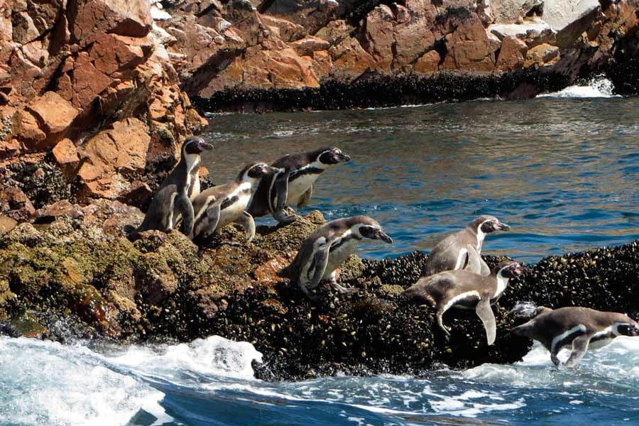 ballestas