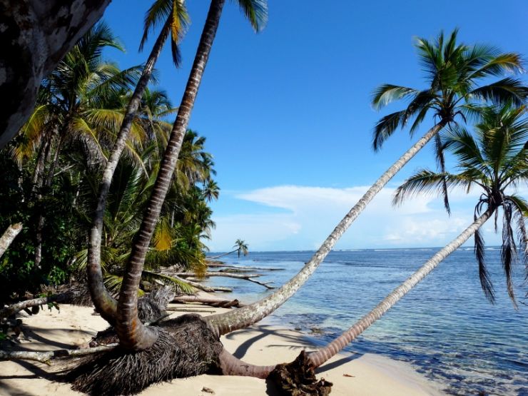 full-palms-cahuita-caribbean-costa-rica