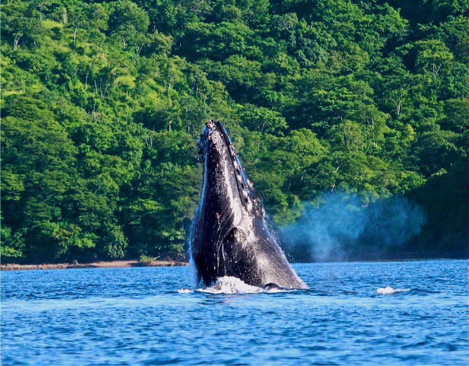 whale-marino-ballena-national-park-costa-rica